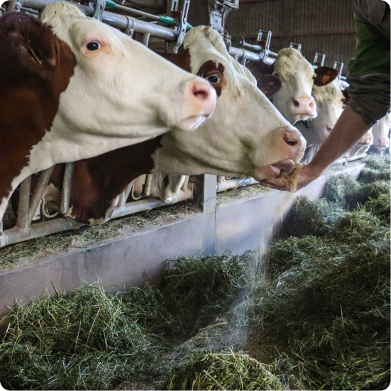 Photo d'un troupeau de vache dans un pré