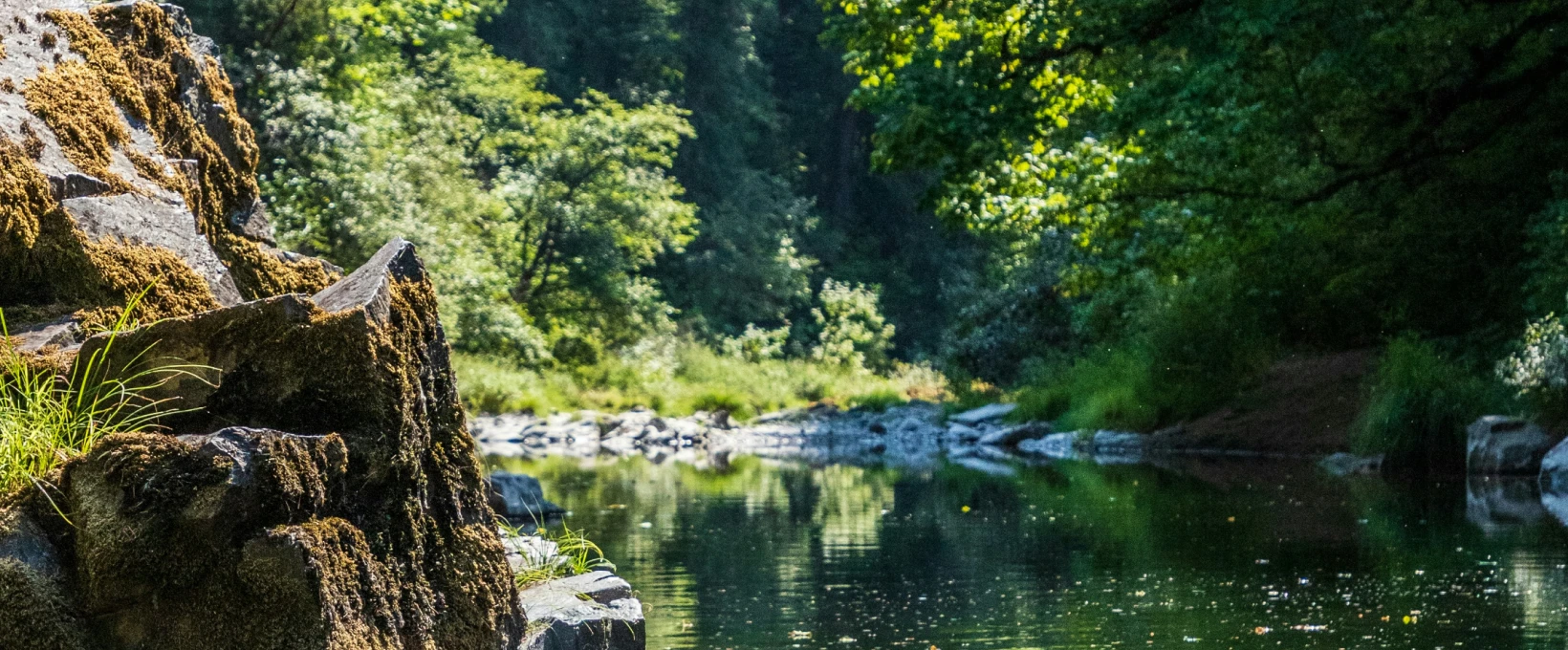 Rivière au milieu d'une foret